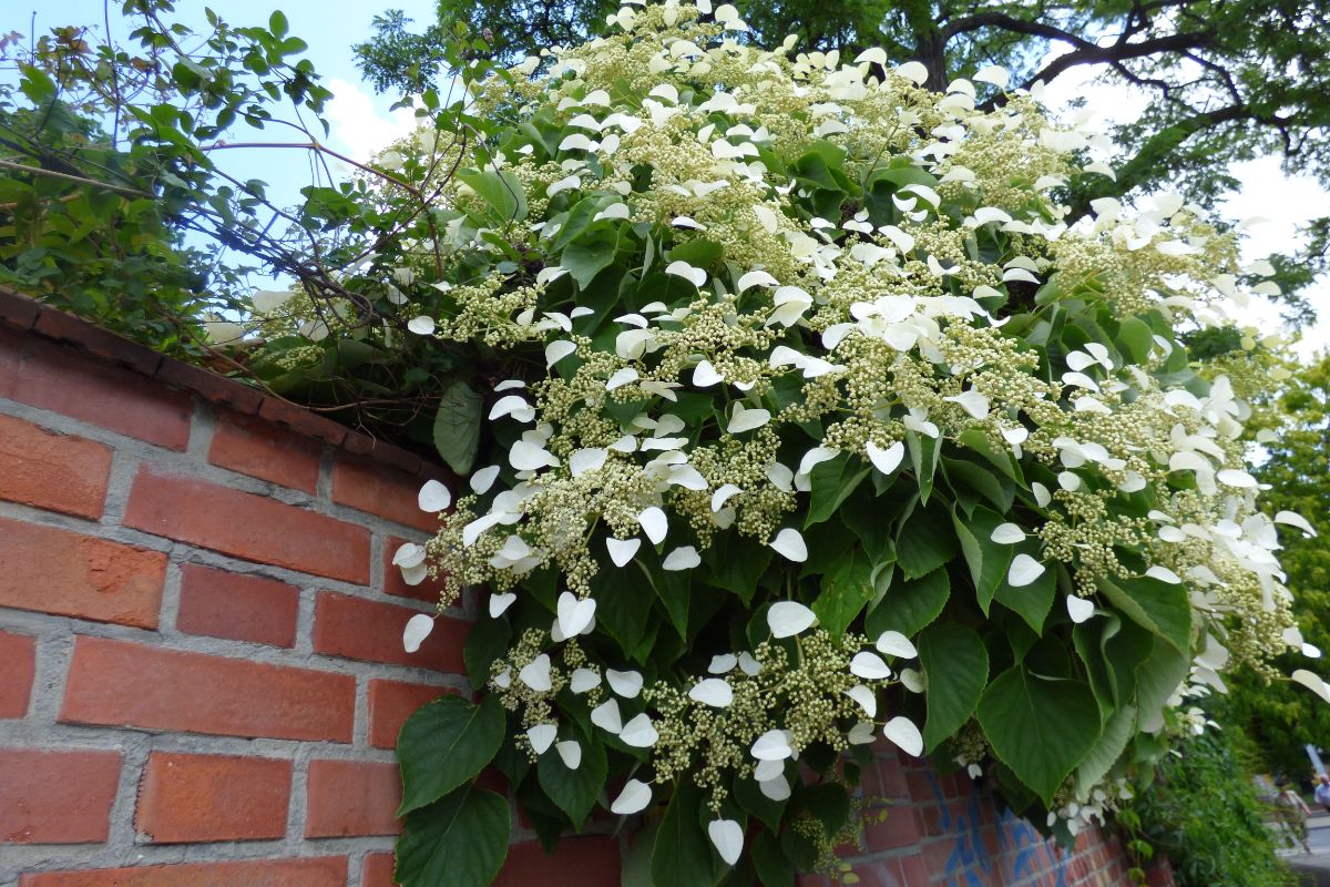 A white flowering Climbing Hydrangea on a wall.