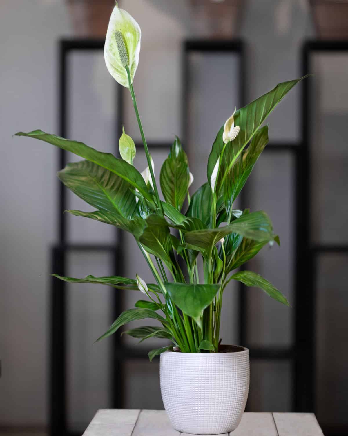 White blooming Peace Lily in a white pot on a small table.