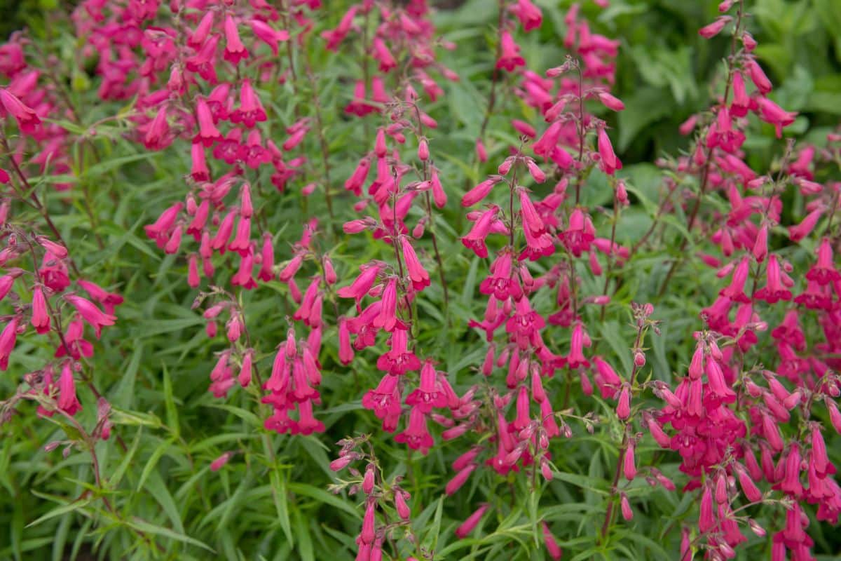 A blooming Penstemon ‘Andenken Friedrich Hahn’.