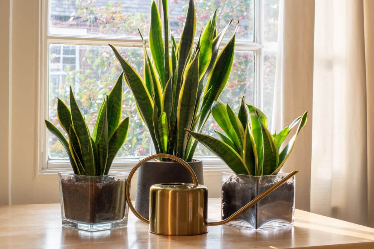 Three Snake Plants growing in pots on a table with a watering can.