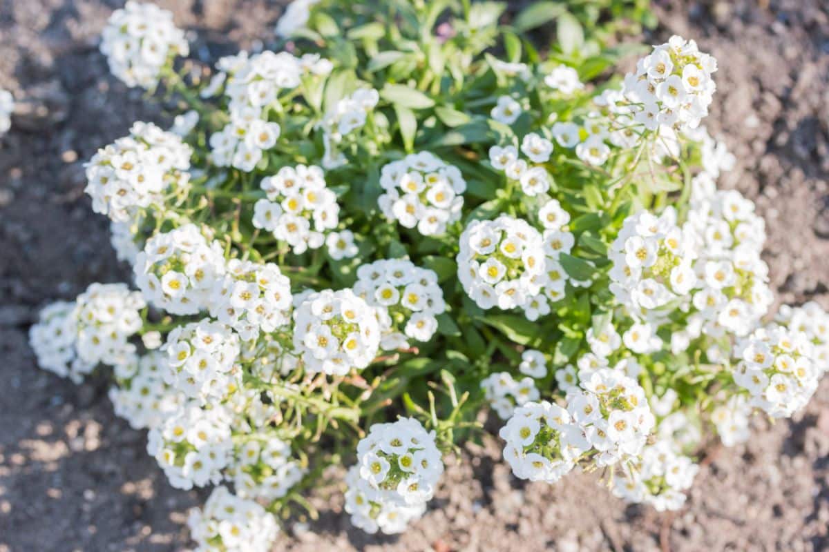 Top view of a white blooming Sweet Alyssum.
