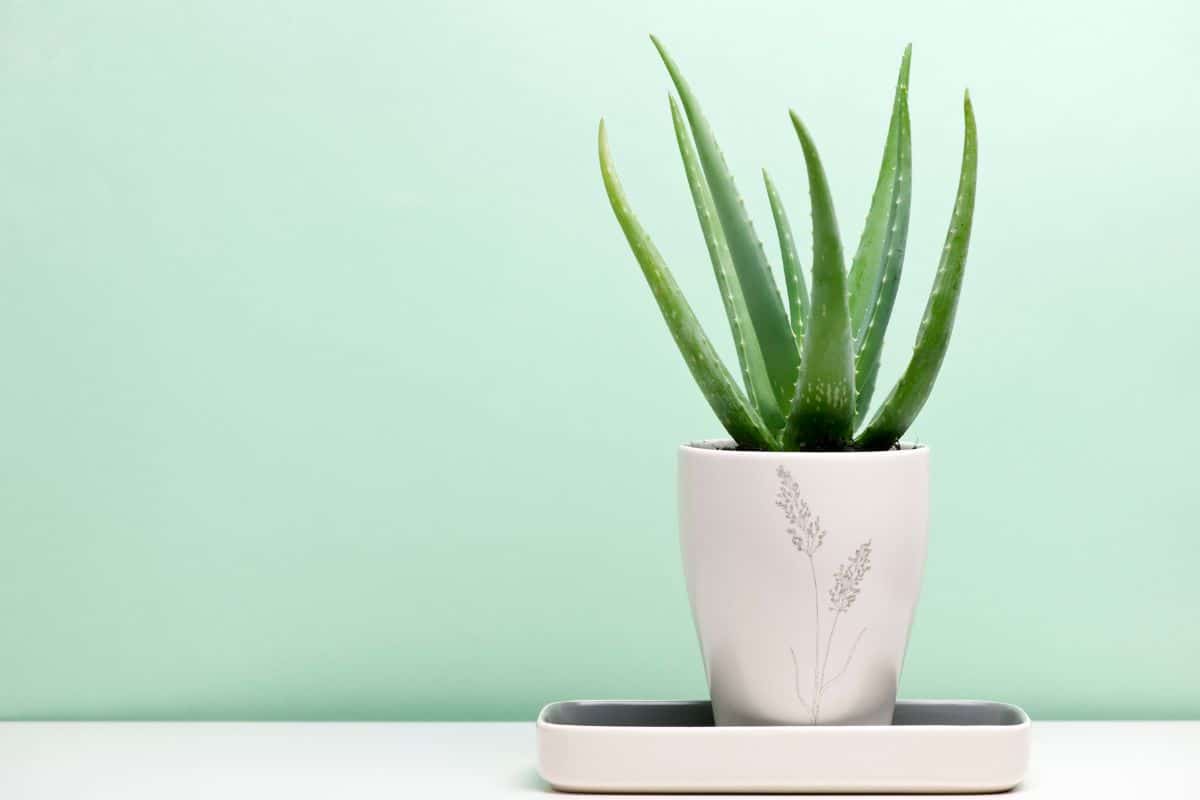 Aloe Vera grows in a white pot on the floor.