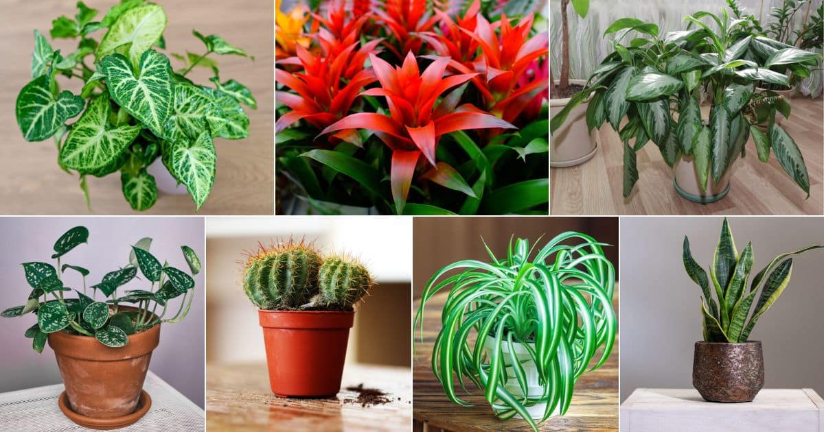 30 Best Plants For Rooms With No Windows facebook image.