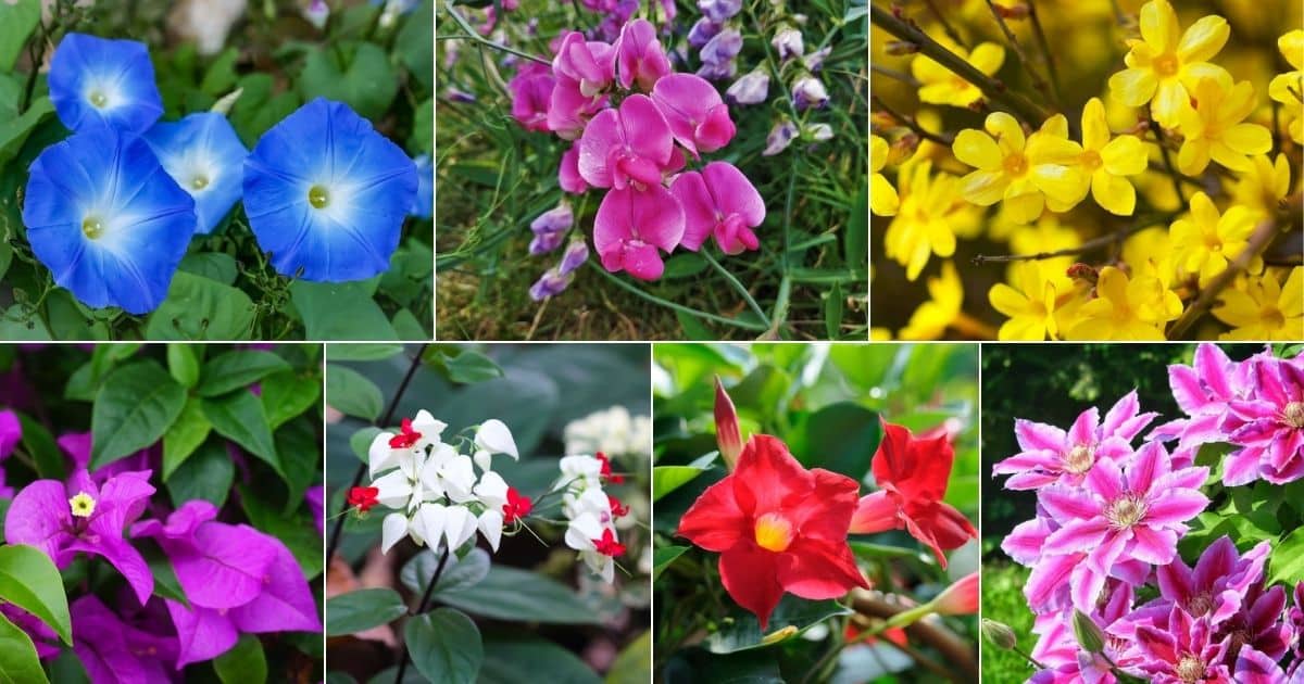 30 Climbing Plants with Flowers (Long Blooming) facebook image.