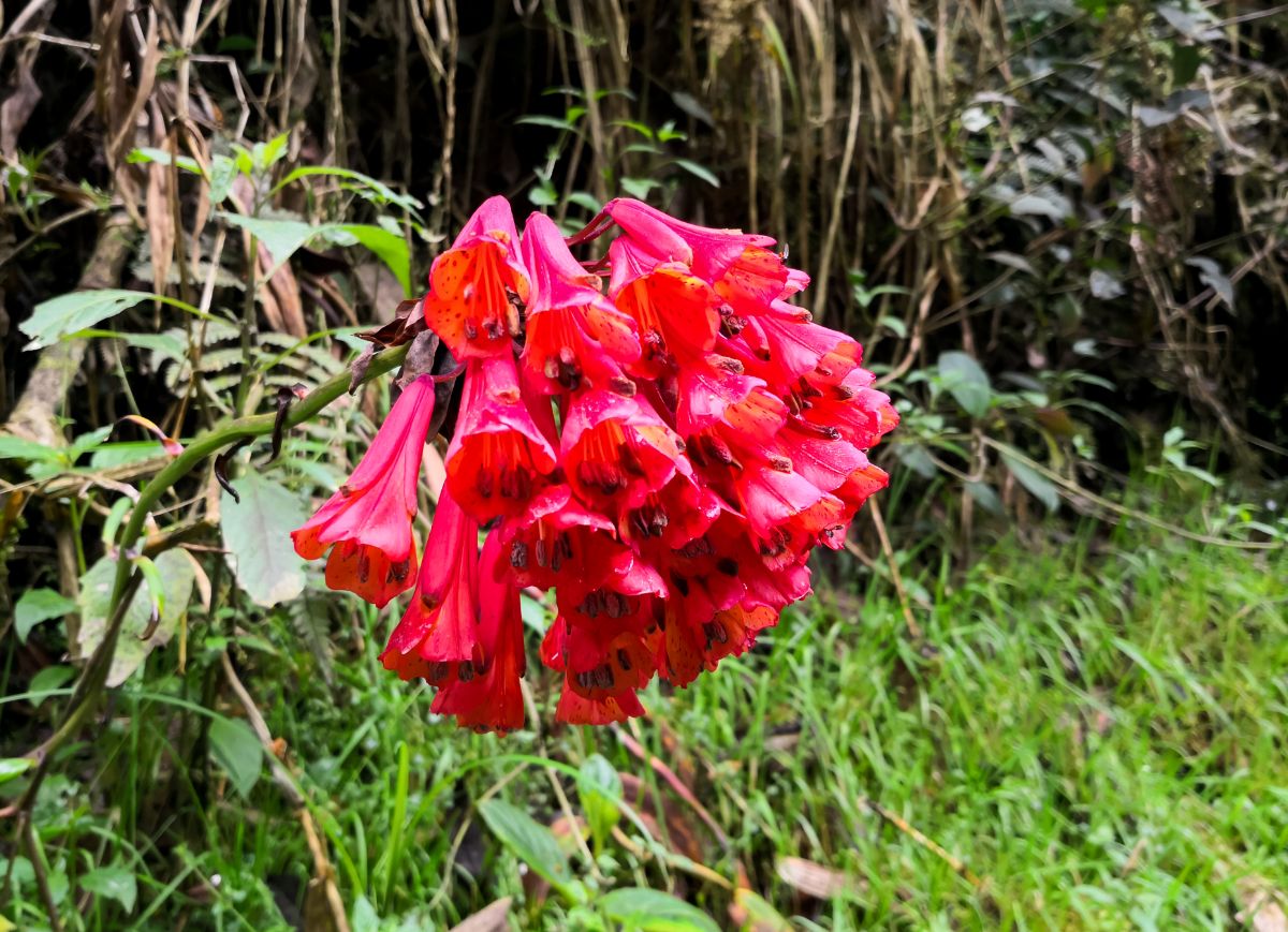 A cluster of red flowers of Trailing Lily.