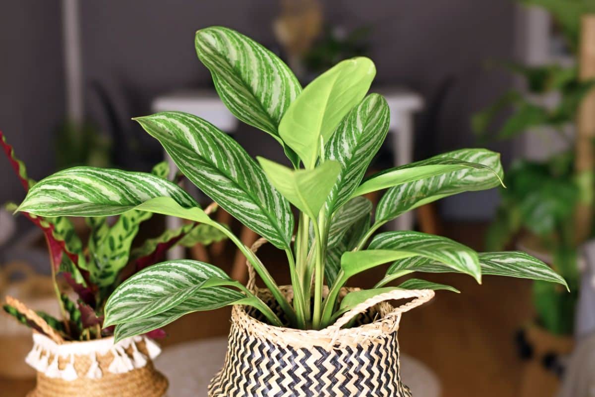 Chinese Evergreen growing in a basket pot.