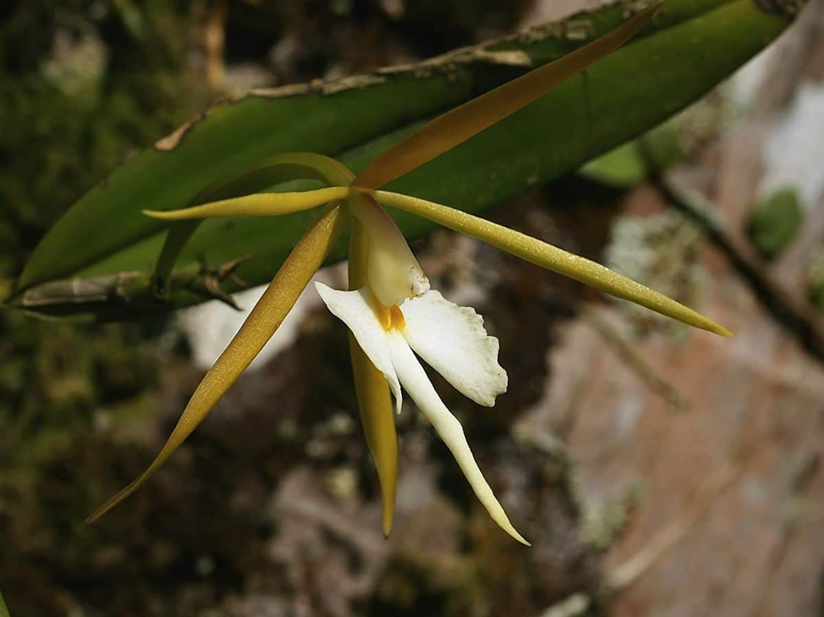 A close-up of a Night-scented orchid white flower.