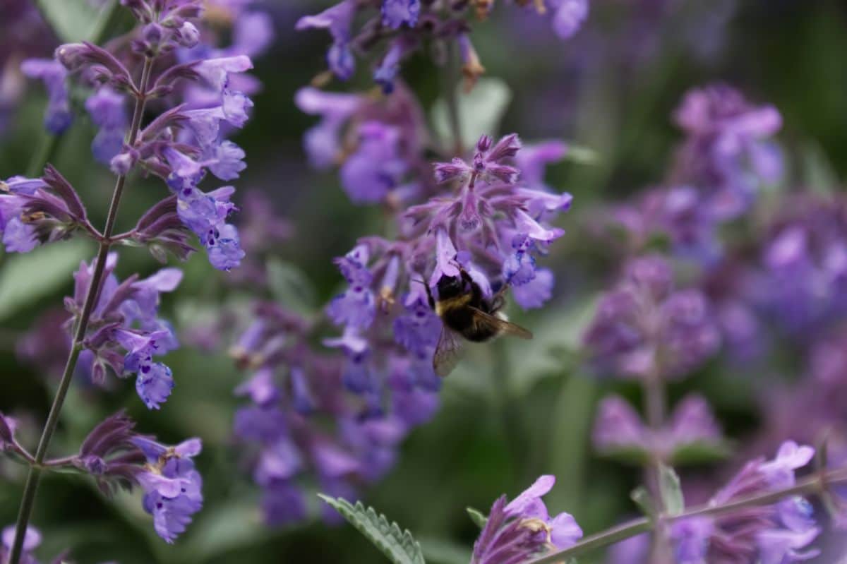 A bee on a blooming Penstemon ‘sour grapes’.