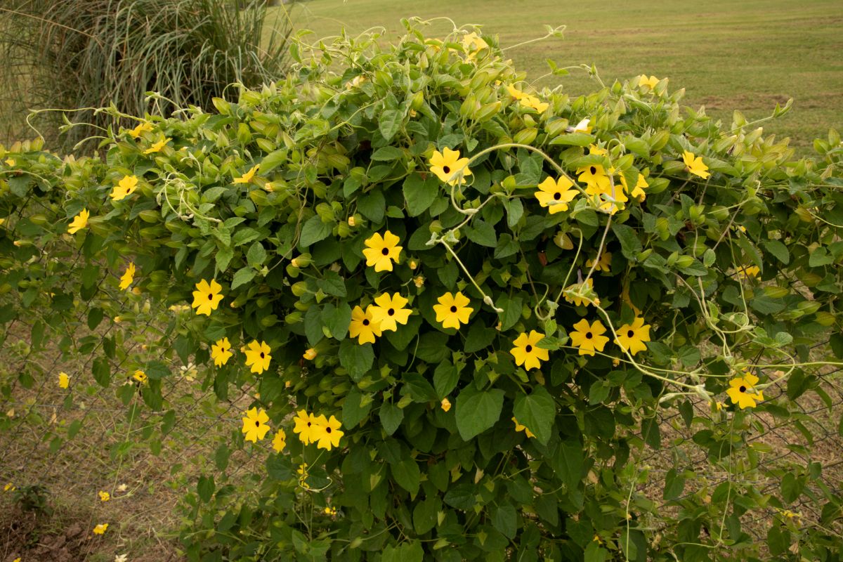A yellow flowering Black-Eyed Susan Vine.