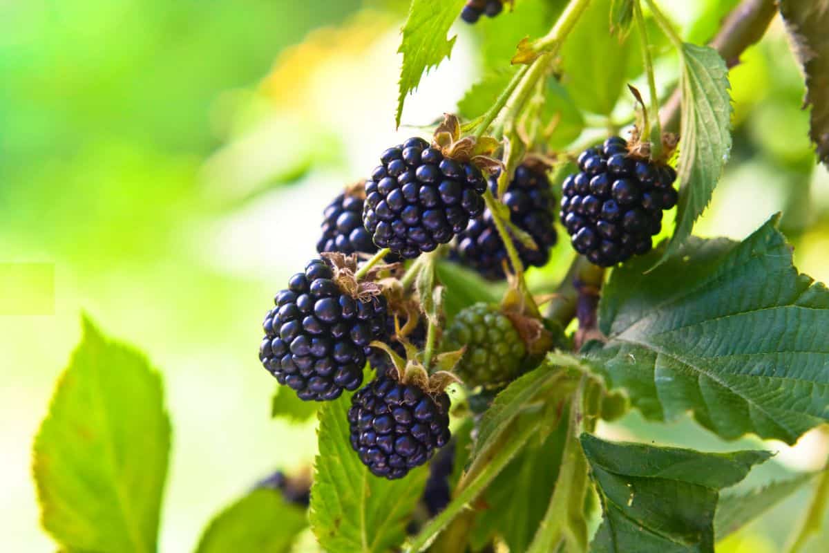 A Blackberry branch with ripe black fruits.