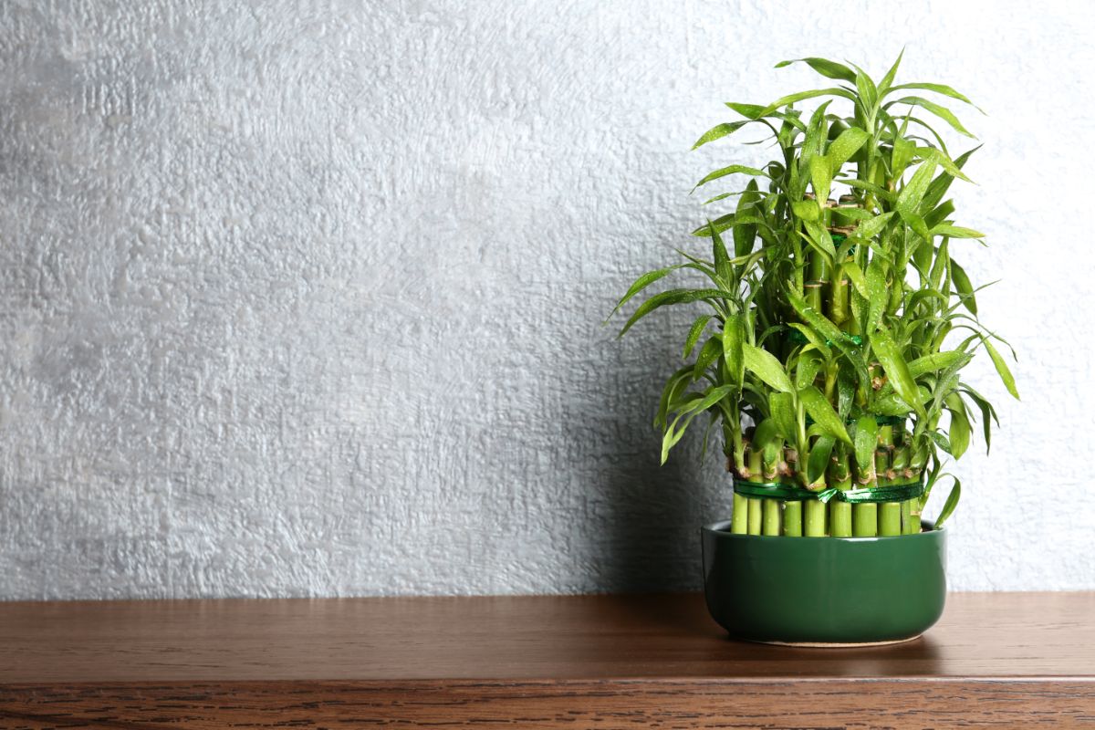 Lucky Bamboo in a green pot on a brown piece of furniture.
