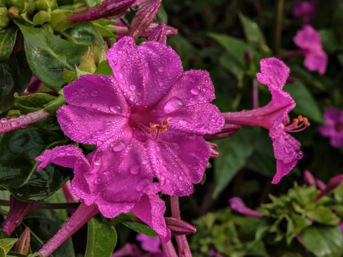 A close-up of a pink vibrant flower of Four O'Clock with raindrops.