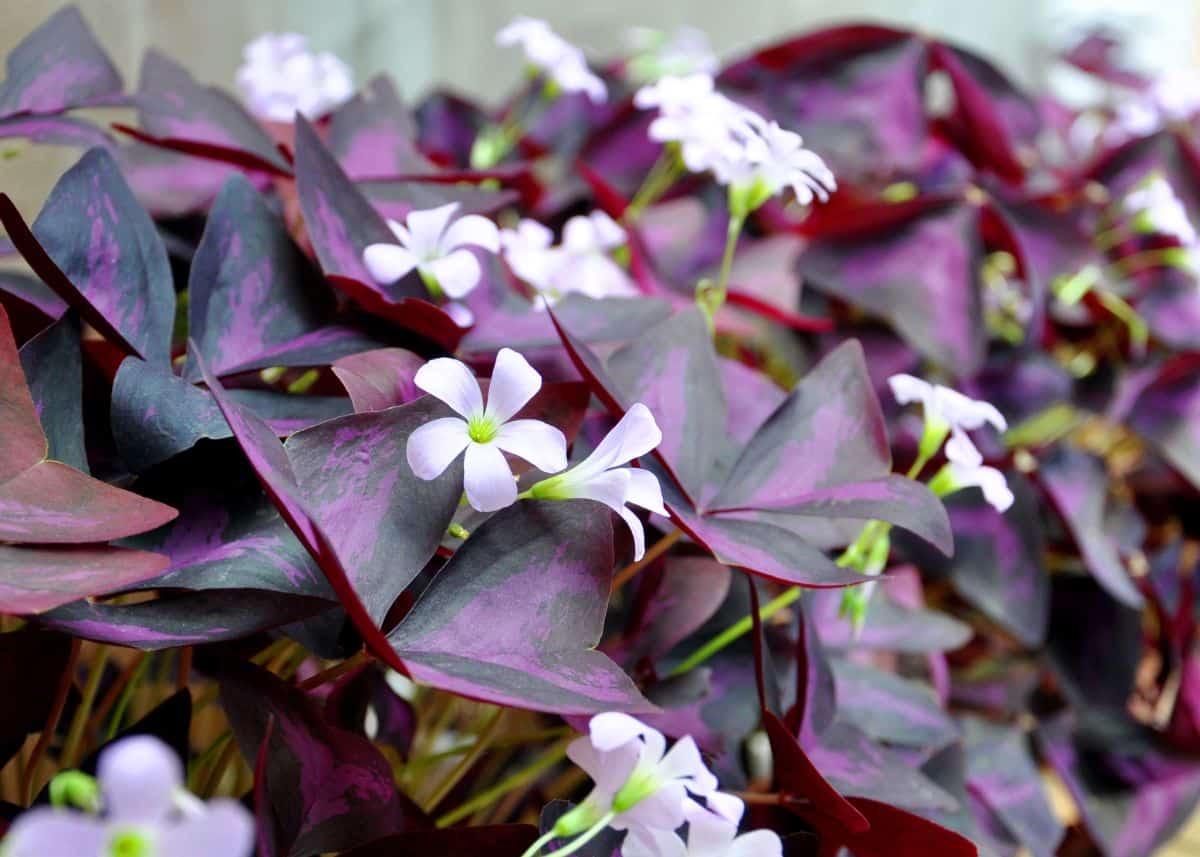 A close-up of a beautiful Oxalis with white flowers.