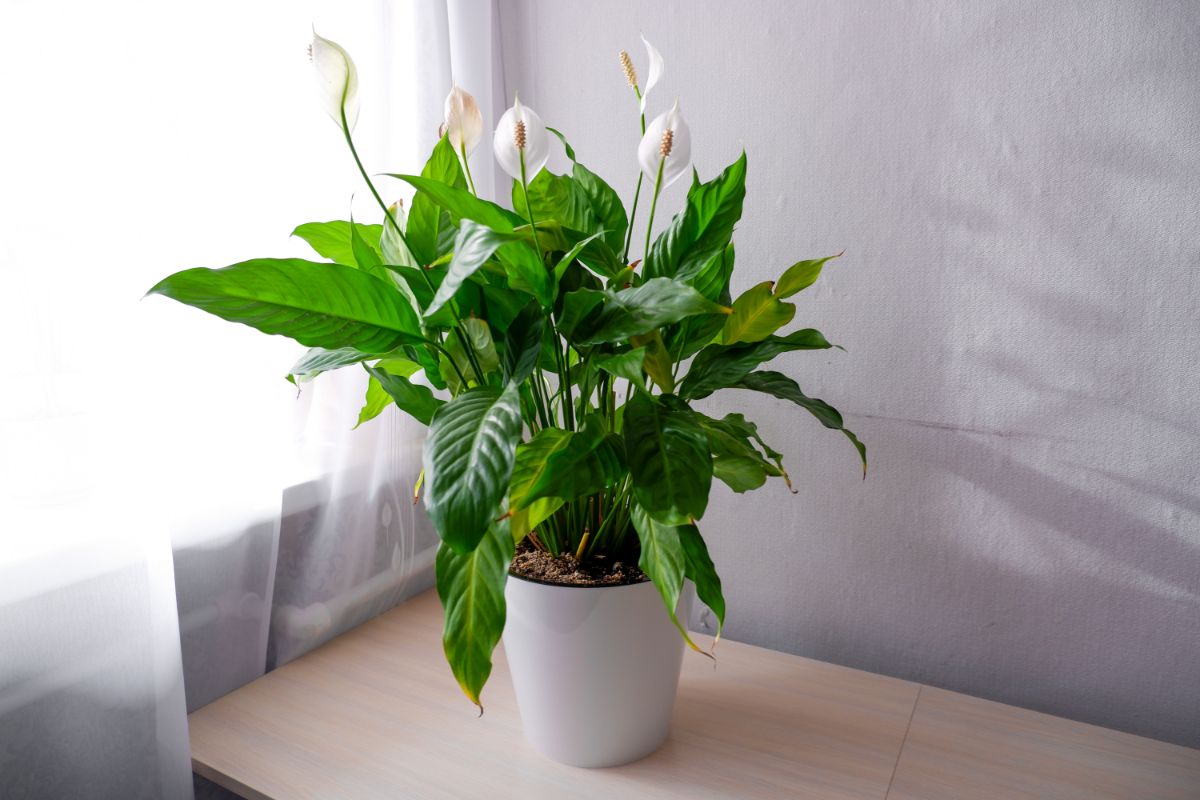 A white blooming Peace Lily Plant growing in a white pot.
