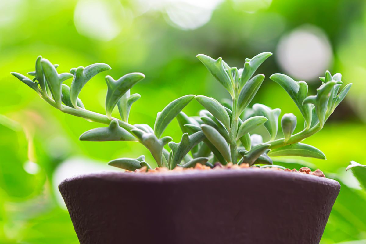 Thick-leaved Senecio growing in a brown pot.