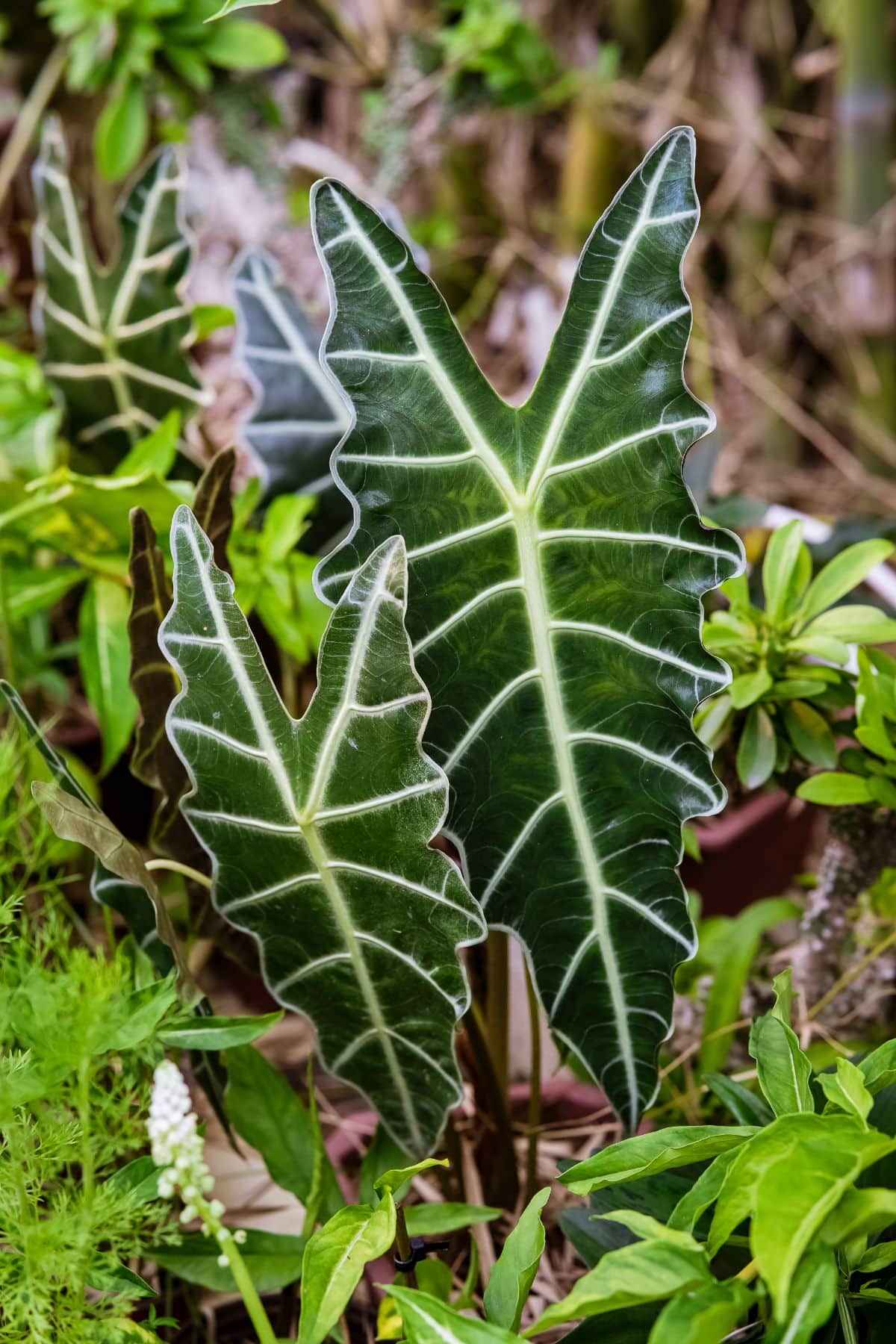 Beautiful leaves of an African Mask Plant.