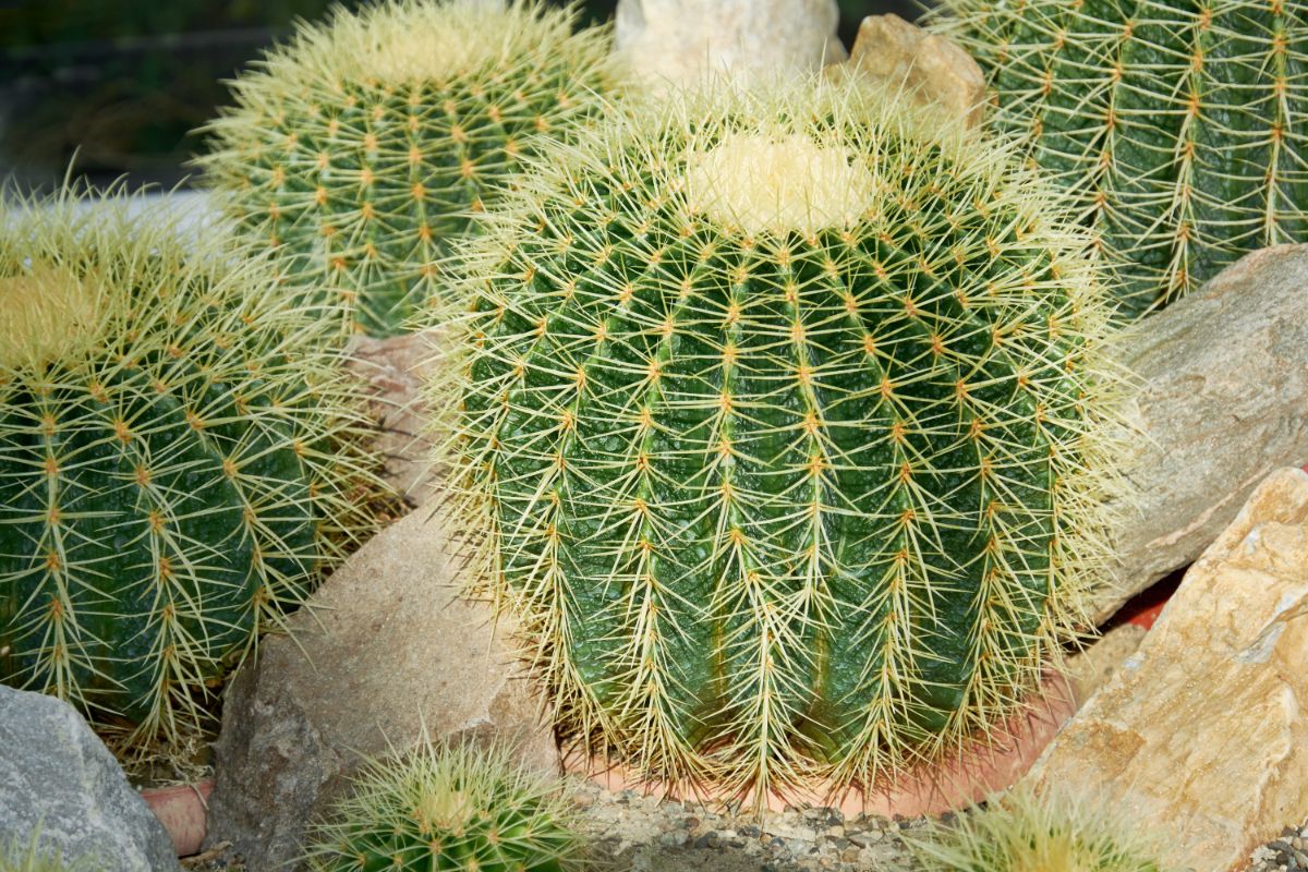 A bunch of beautiful spikey Barrel Cactuses.