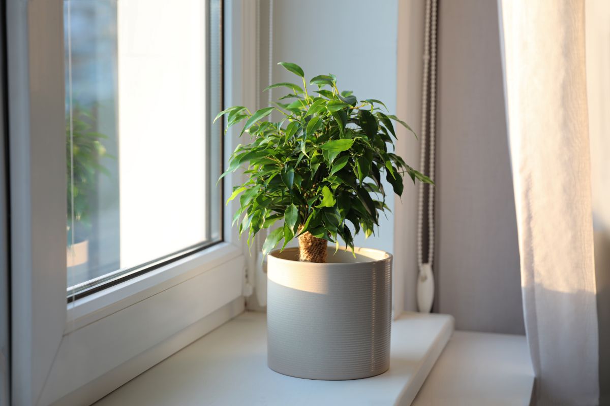 A Ficus Tree growing in a white pot on a windowsill.