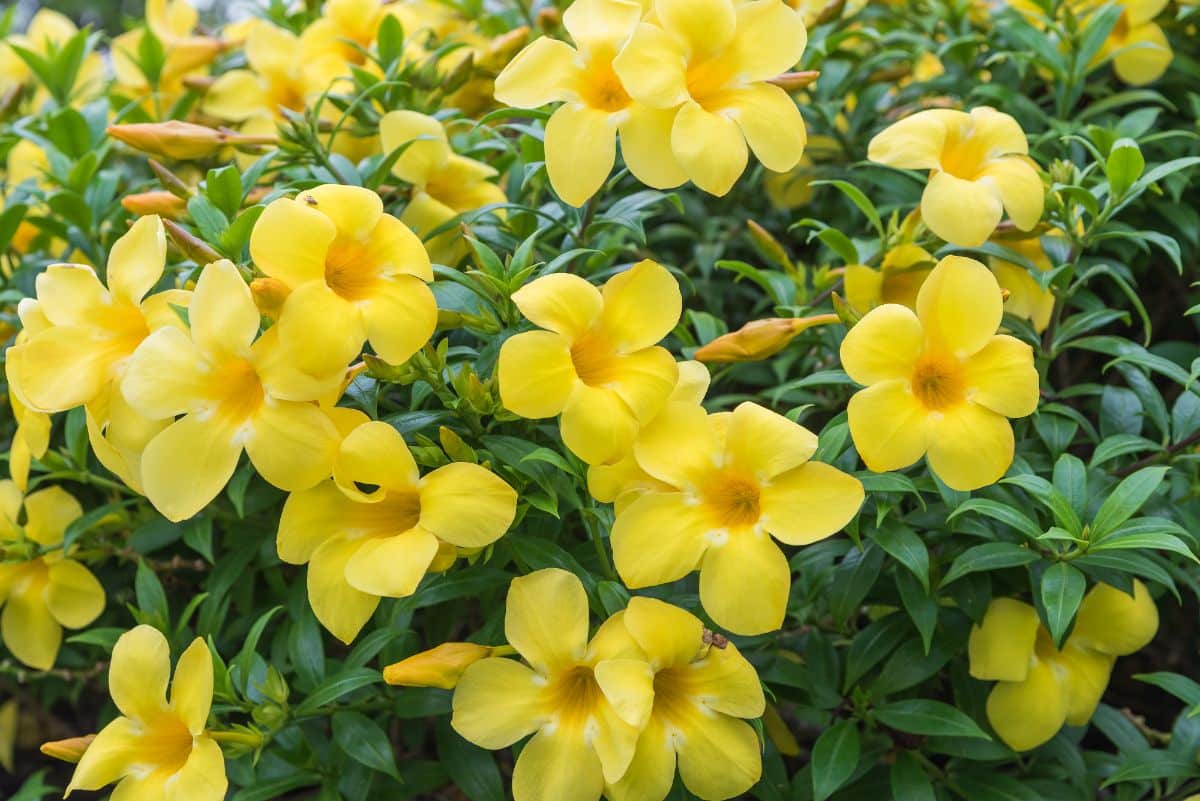 Yellow blooming flowers of Golden Trumpet.
