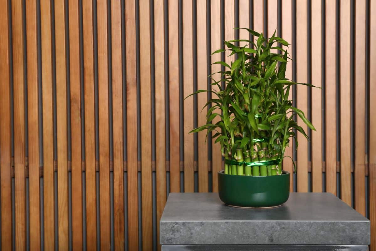 Lucky Bamboo in a green pot on a small table near a wall.