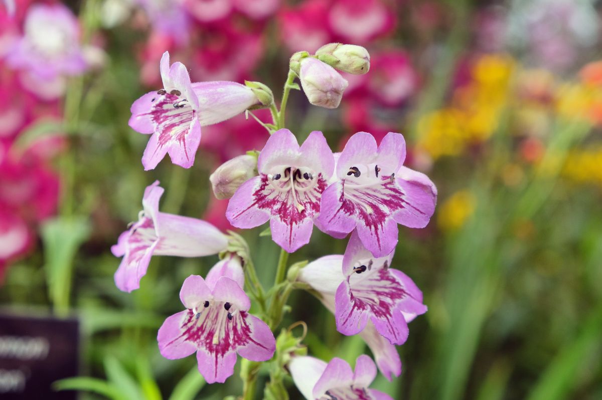 A close-up of a purple blooming Penstemon ‘Bredon’.