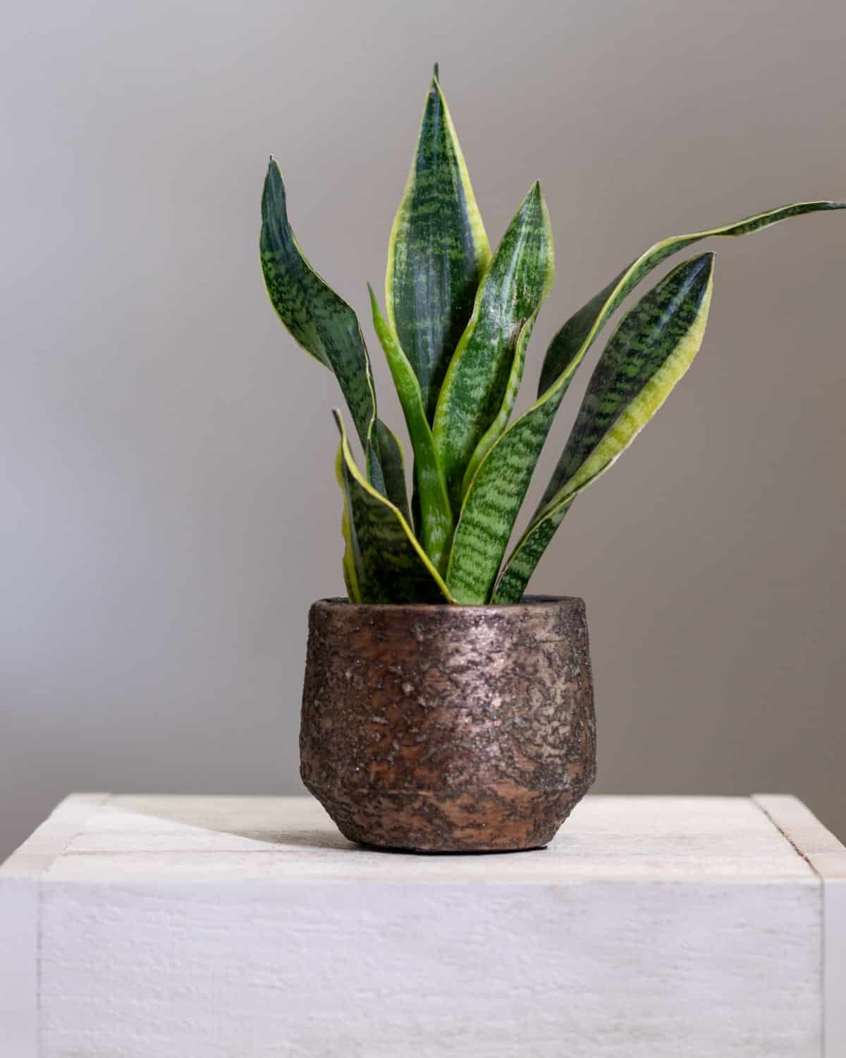 Snake plant growing in an old metal pot on a small table.