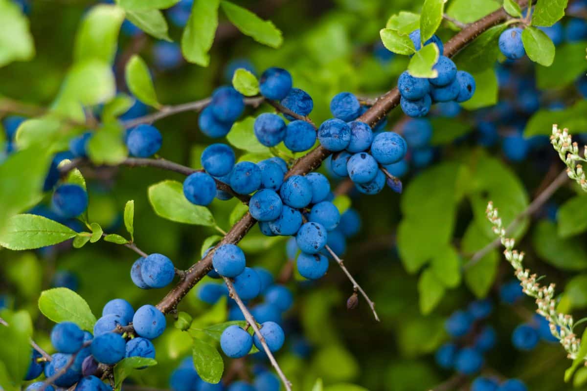 A Blackthorn branch with ripe blue berries.