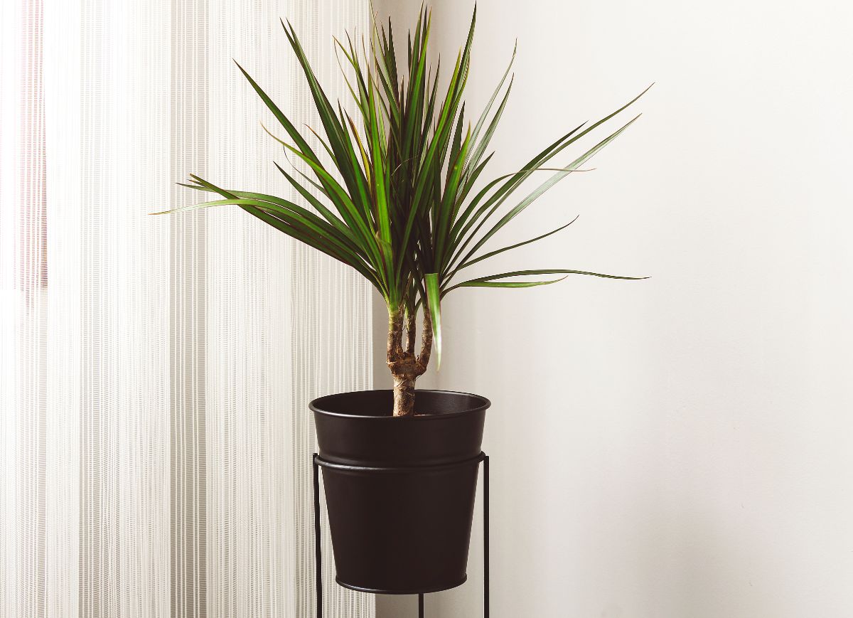 A Corn Plant growing in a black pot.