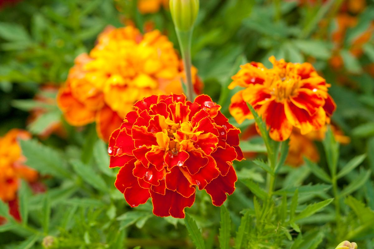 A close-up of vibrant orange-red flowers of Marigold.