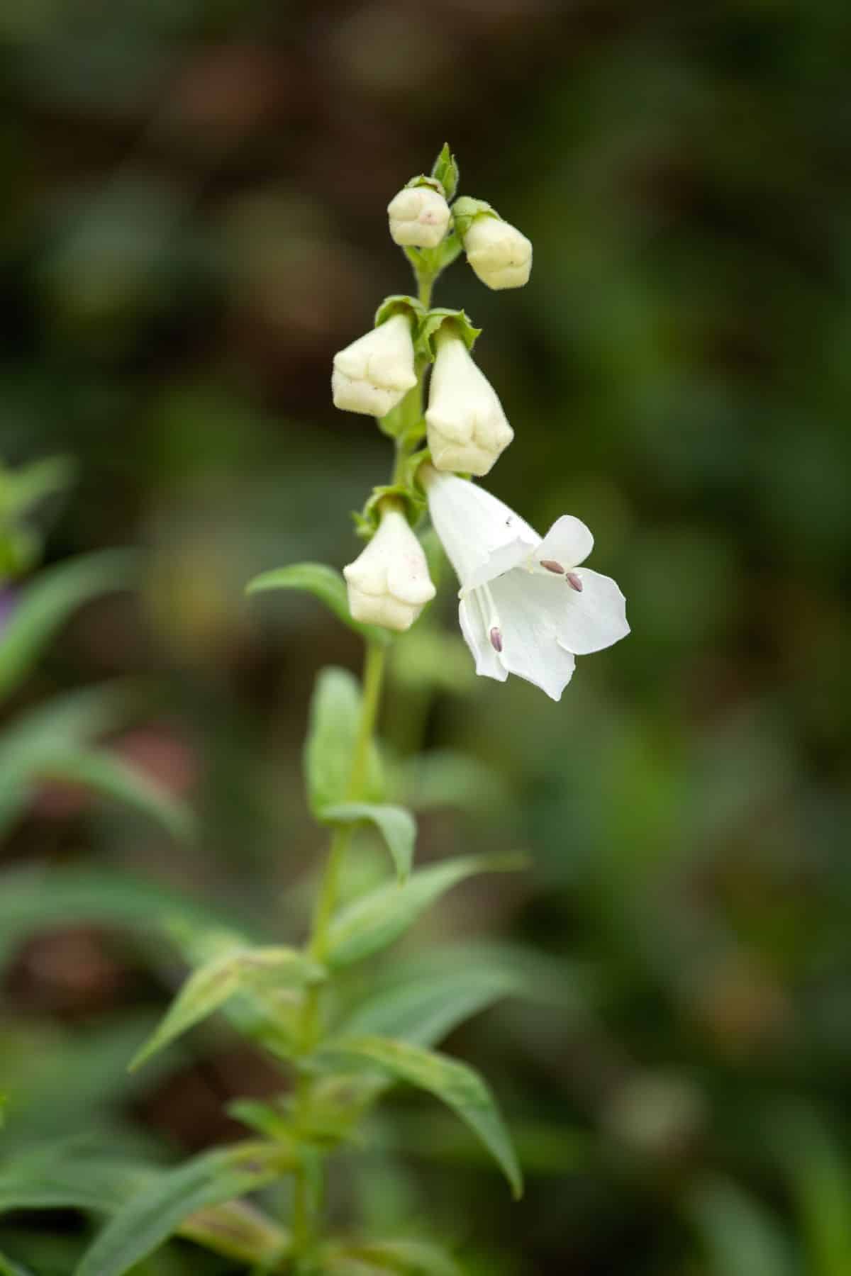A close-up of a white blooming Penstemon 'white bedder'.