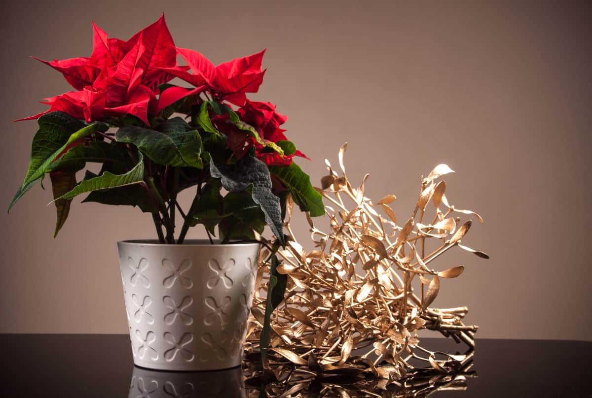 Poinsettia growing in a white pot on a table.