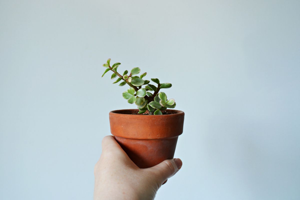 A hand holding a Portulacaria afra in a pot.