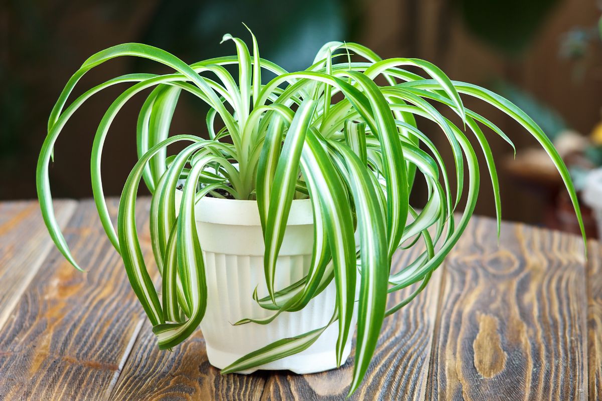 Spider Plant growing in a white pot on a wooden table.