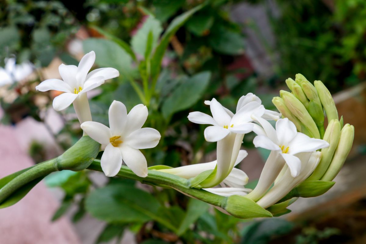 Tuberose trumpet-like white flowers in bloom.