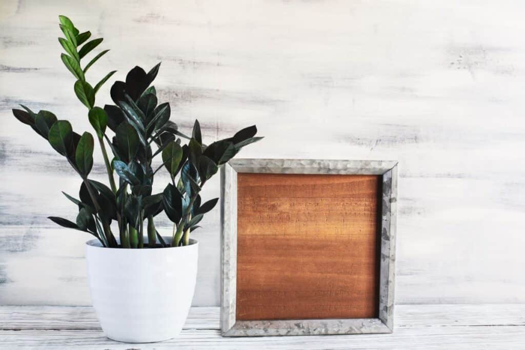 30 Best Plants For Rooms With No Windows