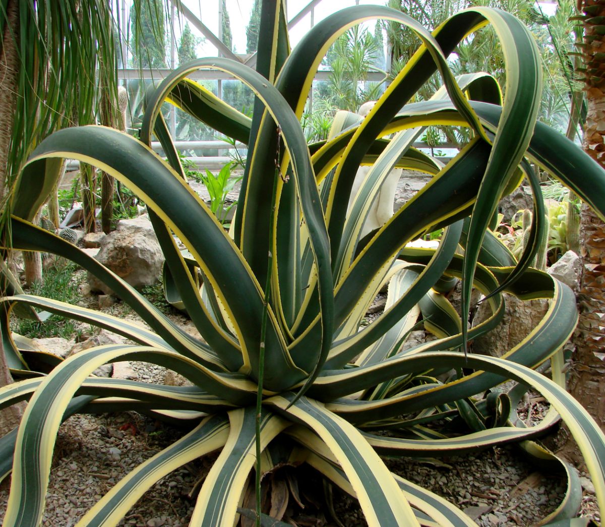 A beautiful Agave desmettiana with golden-yellow leaves.