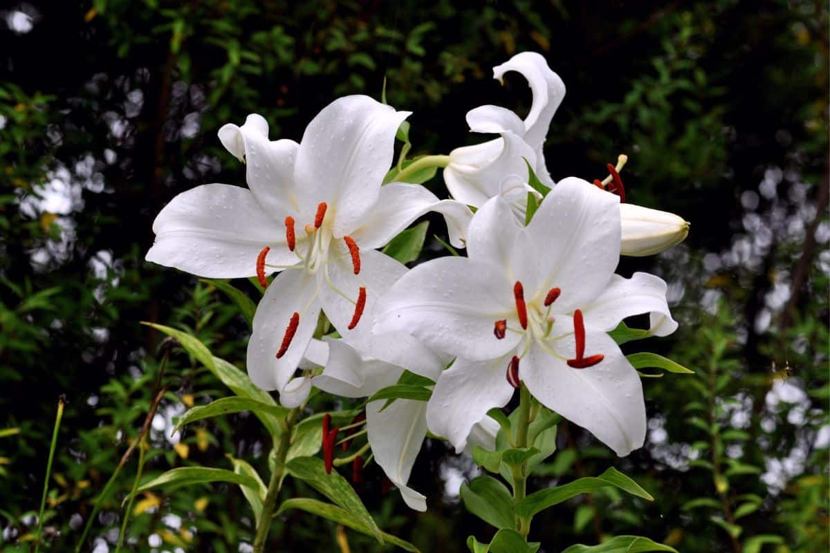 Casa Blanca Lily in white bloom.