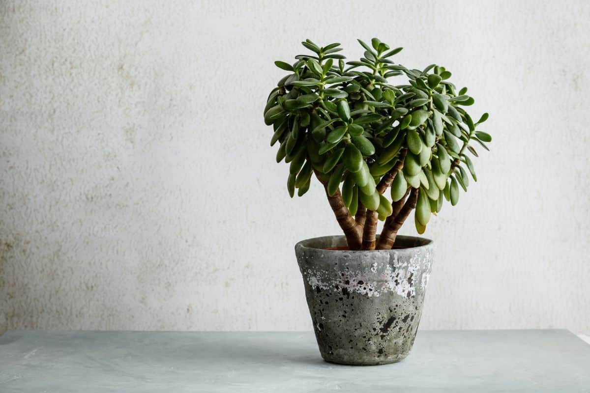 Thick-leaved Jade Plant growing in a gray pot on a table.