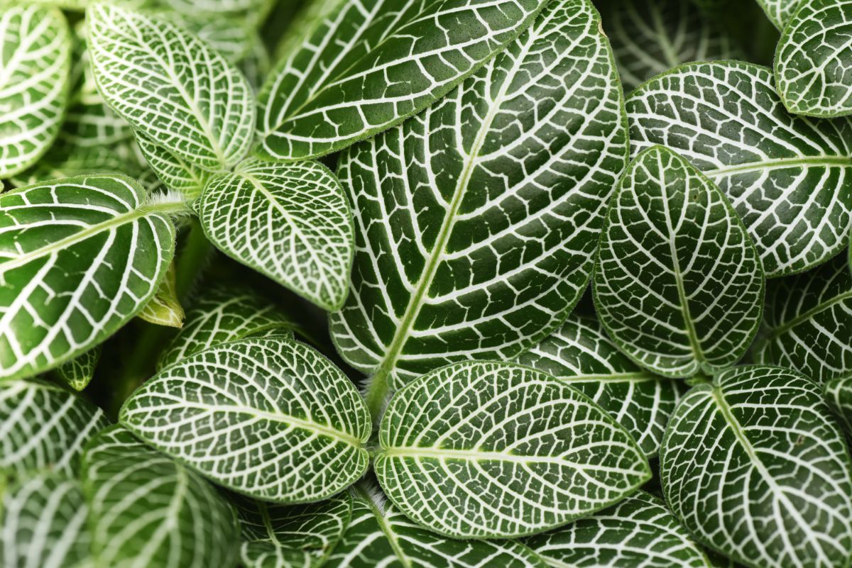 A close-up of Nerve Plant leaves.