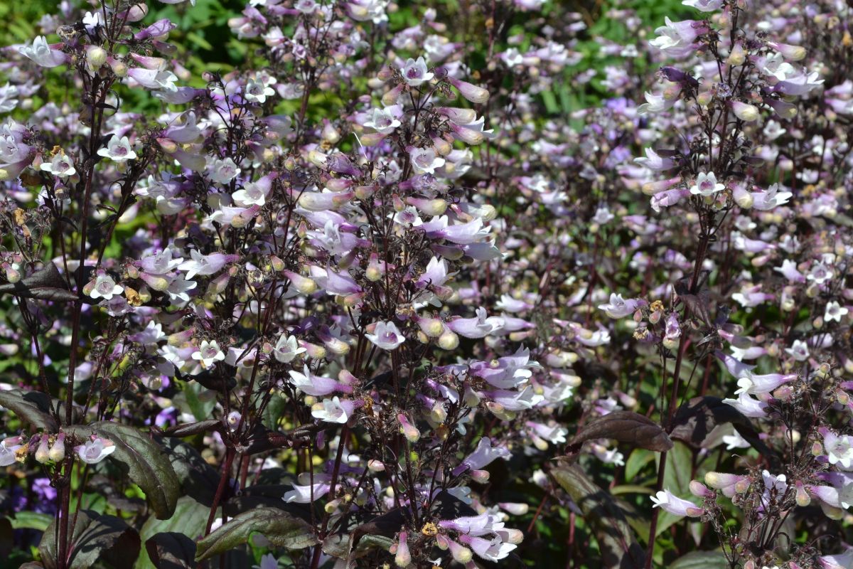 Blooming flowers of Penstemon 'Dark Towers'.