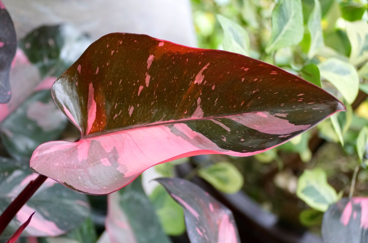 A pink-green leaf of Philodendron.