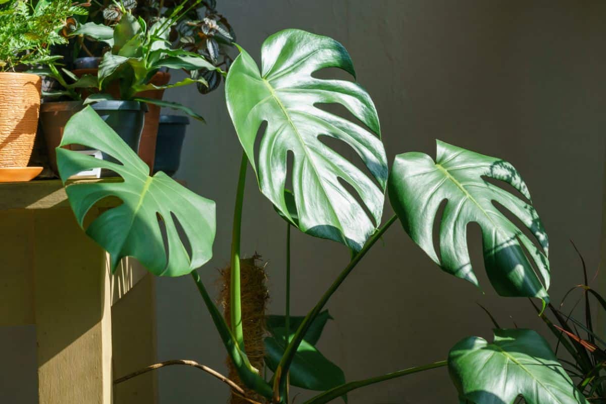 A big Split-Leaf Philodendron growing in a pot in a partial shade.