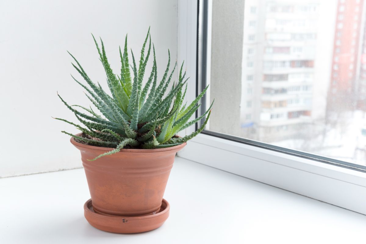 Aloe aristata growing in a pot on a windowsill.