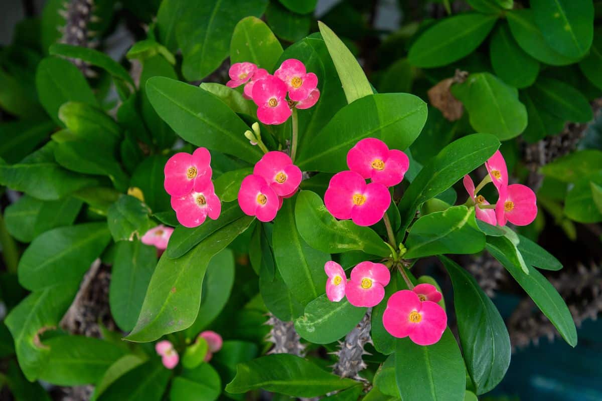 A Crown of Thorns with beautiful pink flowers.