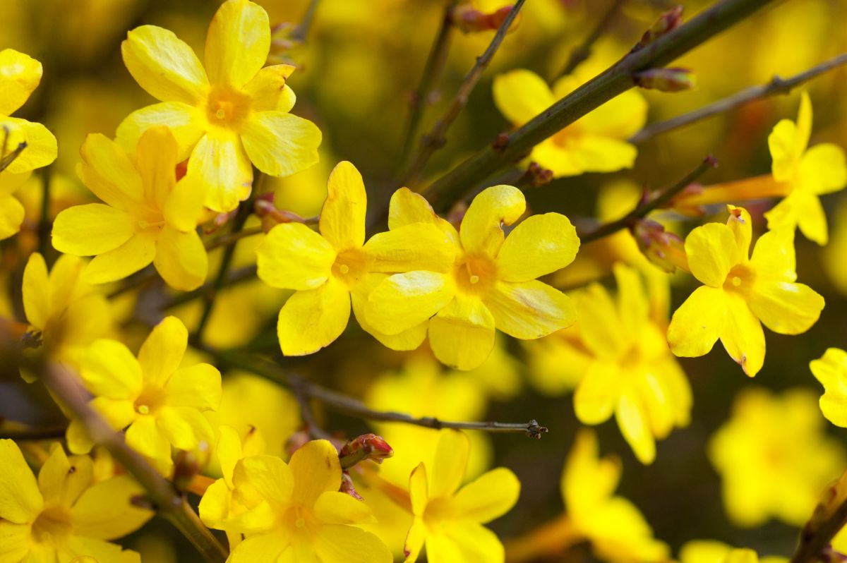 A close-up of yellow flowers of a Jasminum nudiflorum.