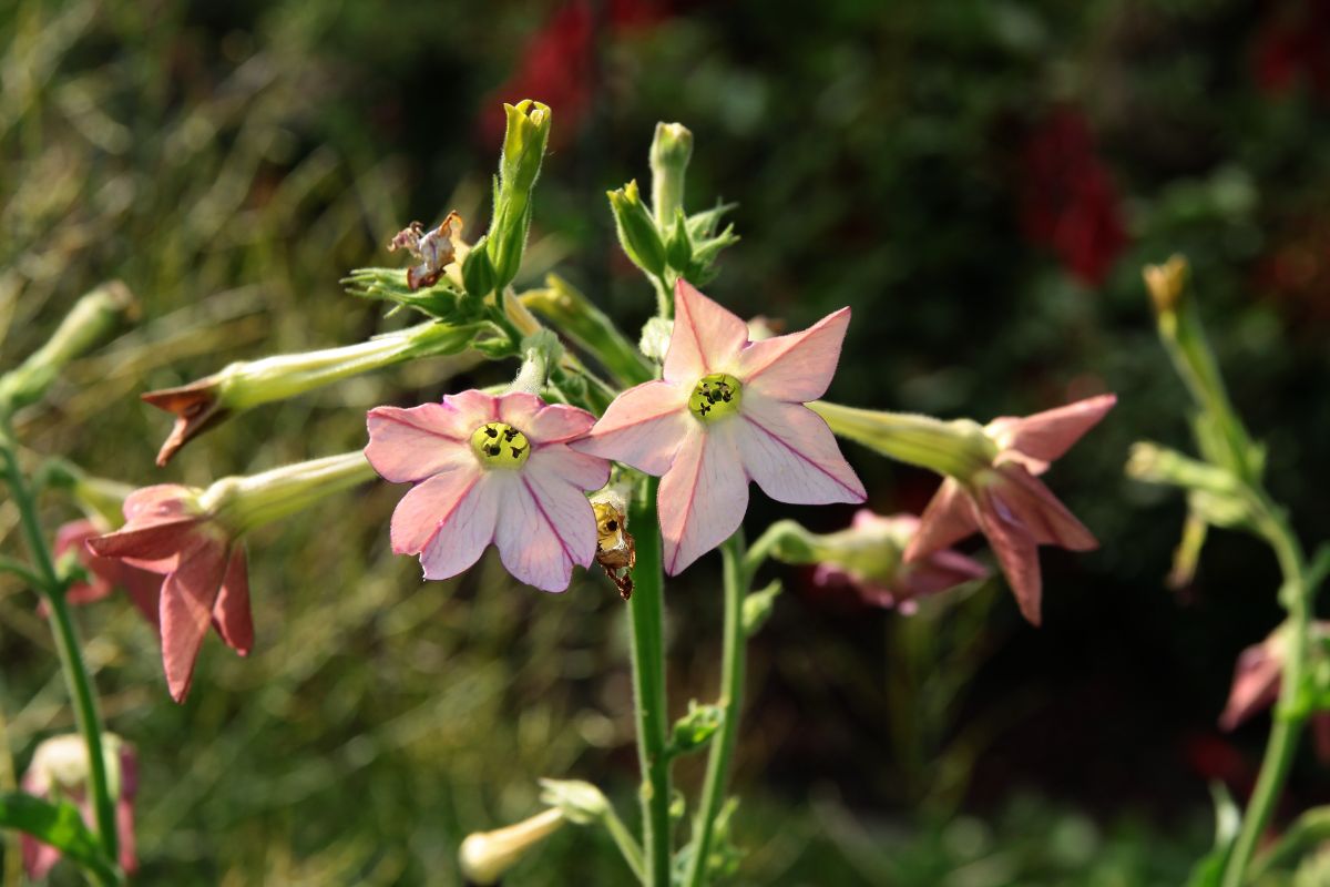 Nicotiana with a bunch of pink-white flowers on a sunny day.