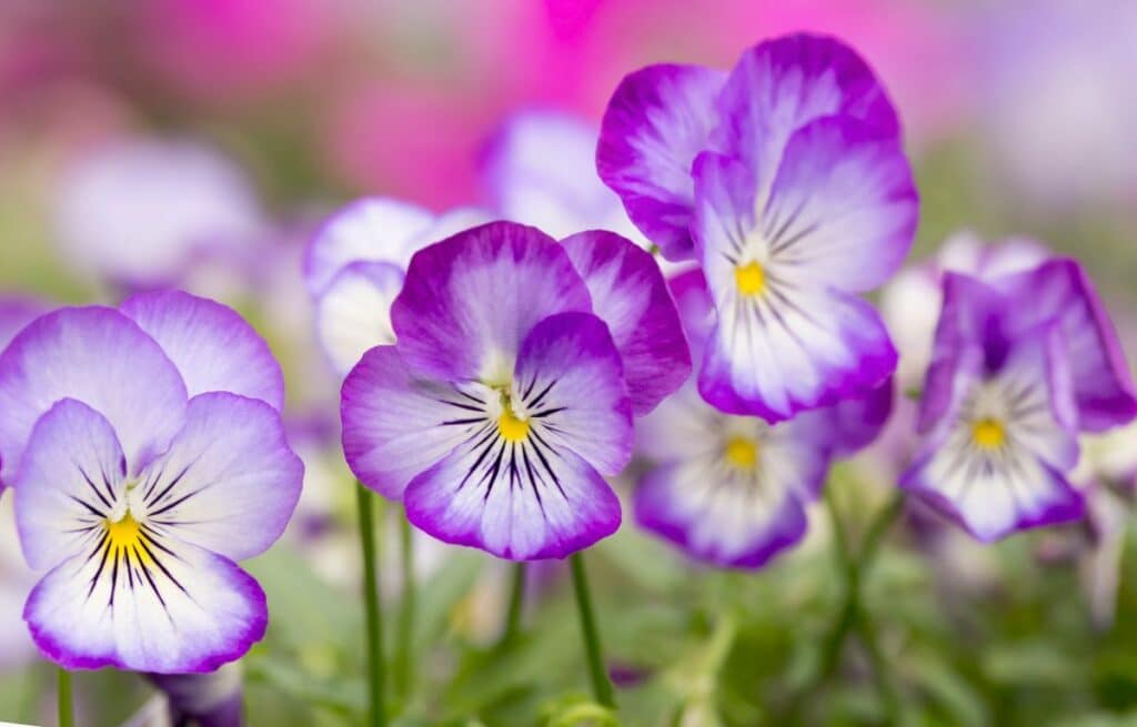 20 Most Beautiful Flowers That Last a Year (Long Blooming)