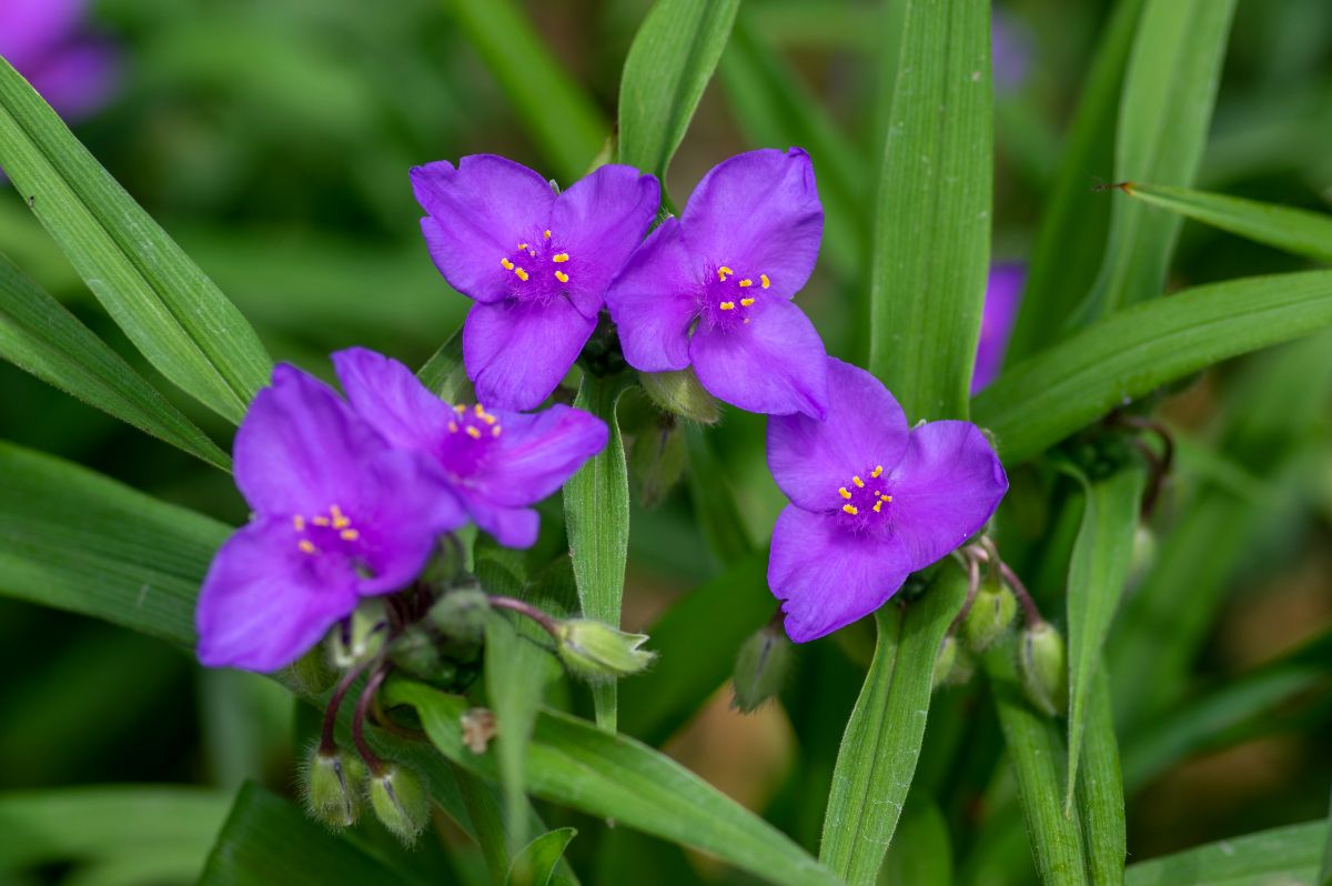 A close-up of vibrant purple flowers of a Spiderwort.