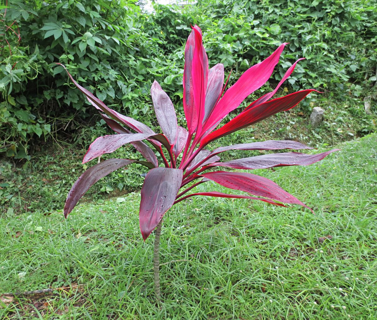 A beautiful red Ti Plant growing in a backyard.