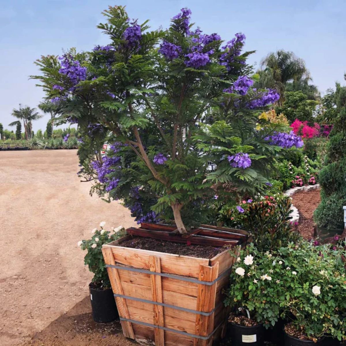 A beautiful blooming Bonsai Blue Jacaranda in a pot.